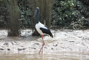 Adelaide River Tours