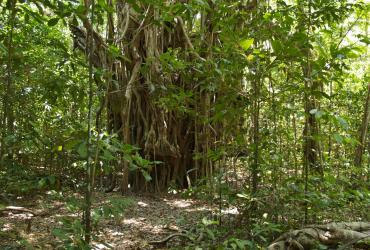 Brian Creek Monsoon Forest