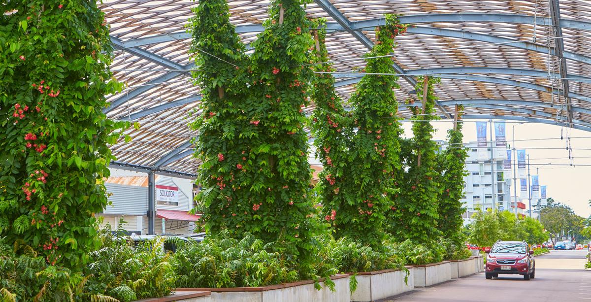 Cavenagh Street shade structure vines