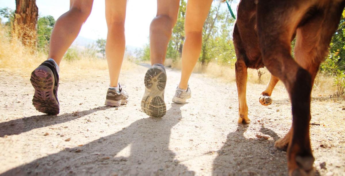 two pairs of feet and dogs feet walking alongside