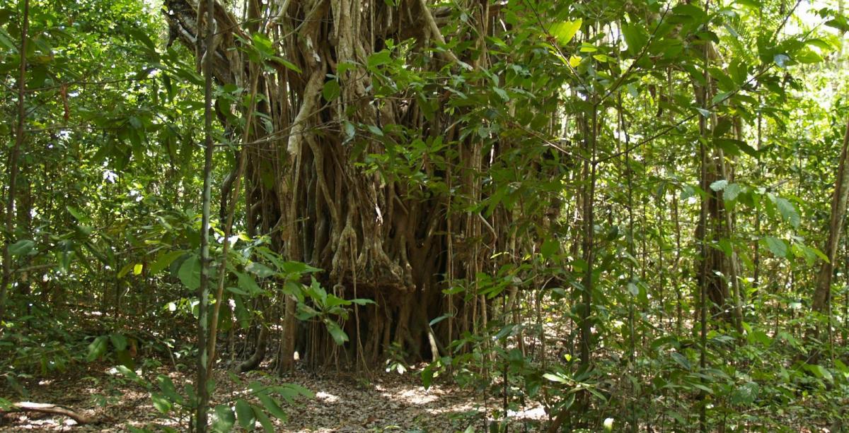 Brian Creek Monsoon Forest